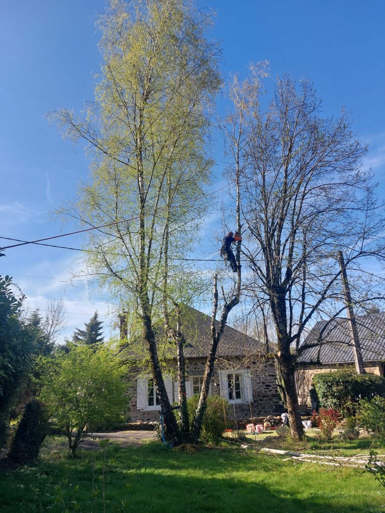 élagage grimpeur arbre Corrèze