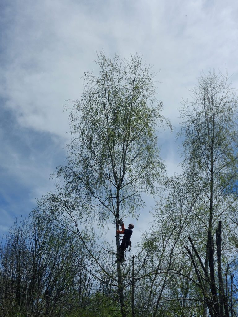 élagage grimpeur arbre Corrèze