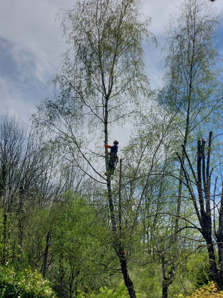 élagage grimpeur arbre Corrèze