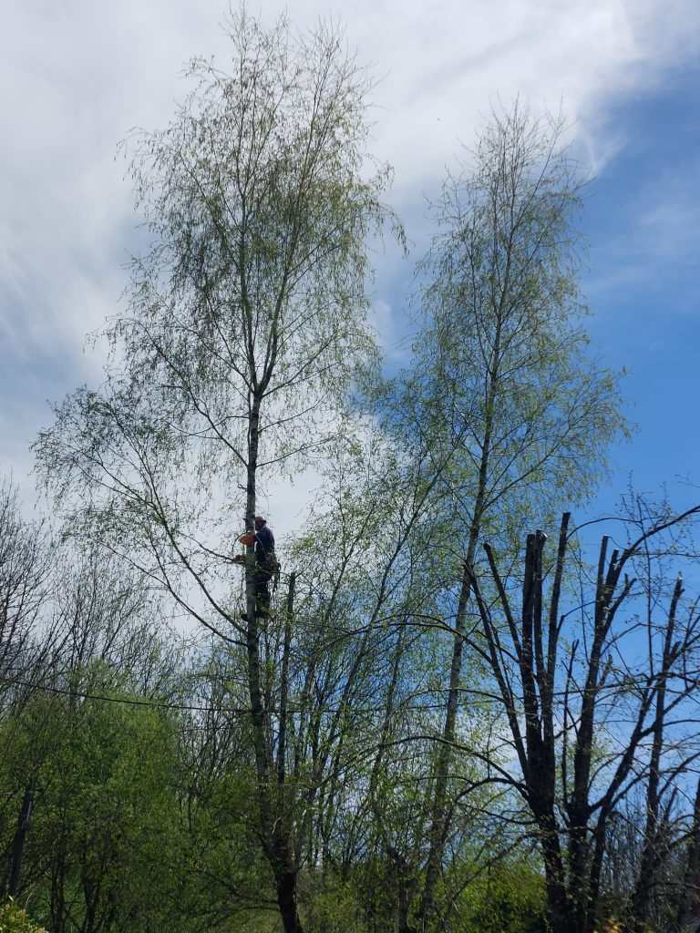 élagage grimpeur arbre Corrèze