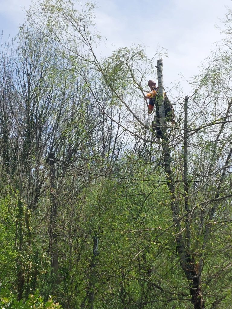 élagage grimpeur arbre Corrèze